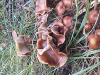 20181107_132518.jpg