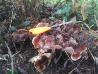 20181107_115116.jpg