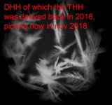 dhh.jpg