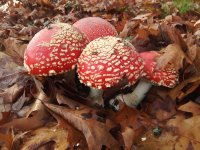 20181127_111627.jpg