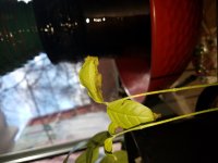 20190116_140937.jpg