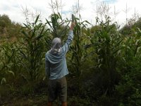corn1.jpg