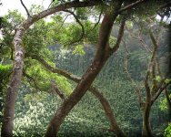 Acacia-confusa-Tree.jpg