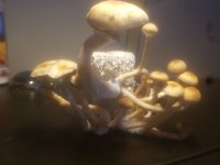 20190222_075752.jpg
