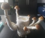 20190303_165150.jpg