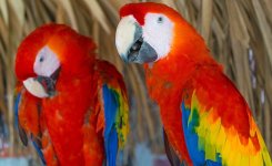 scarlet-macaw-1290913_1280-1.jpg