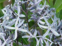 Amsonia_tabernaemontana0.jpg