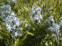 Amsonia_tabernaemontana.jpg