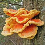 chixofwoods_620x.jpg