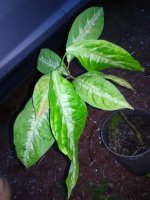 IMG_20190427_183819.jpg