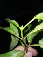 IMG_20190427_183856.jpg