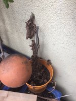 glutinosa+(2).jpg