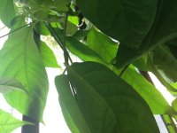 IMG_0012.JPG