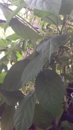IMG_0013.jpg
