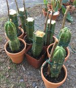 Planted-Cactus.jpg