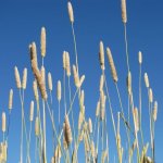 harding-grass-seedheads-sq+(1).jpg