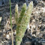 phalaris-aquatica-bulbous-canary-grass-harding-grass-1+(1).jpg