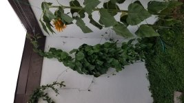 20190724_201445.jpg
