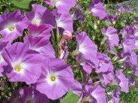 1365px-Ipomoea_tricolor-WeddingBells_20071011_02.png