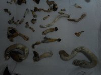 shrooms11-min.JPG