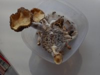 shrooms14-min.JPG