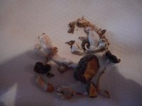 shrooms32-min.JPG