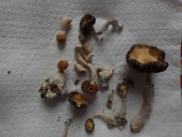 shrooms34-min.JPG