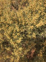wattle+2.jpg