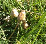 IMG_20191002_134758298.jpg