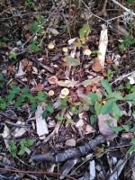 IMG_20191024_181807938.jpg