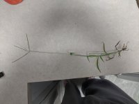 digitaria_cilaris_01.jpg