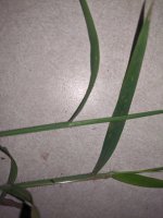 digitaria_cilaris_02.jpg