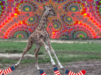 Socks.png