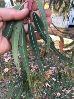 leaf.jpg
