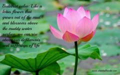 pink-lotus-and-green-leaves-top-hd-wallpaper.jpg