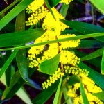 Acacia+Longifolia+February+Flower+2020.jpg