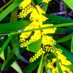 Acacia+Longifolia+February+Flower+2020.jpg