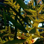 Acacia+Longifolia+Flower+2_2020.jpg