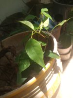 IMG_20200505_122240530.jpg
