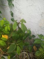 IMG_20200505_122223165.jpg
