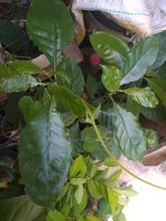 IMG_20200505_121955189.jpg