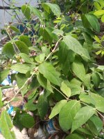 IMG_20200505_121921865.jpg