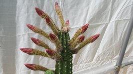 cactus52420grandibouttoflower.jpg