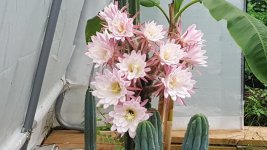 cactusgrandiflower52420.jpg