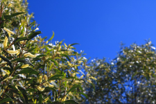 Acacia+Diphylla.png