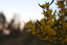 Acacia+Lanigera.png