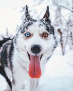husky+with+heterochromia.jpg