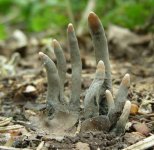 Xylaria+polymorpha.jpg
