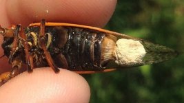 cicada.jpg