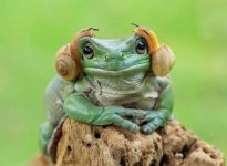 frog+with+snails.jpg